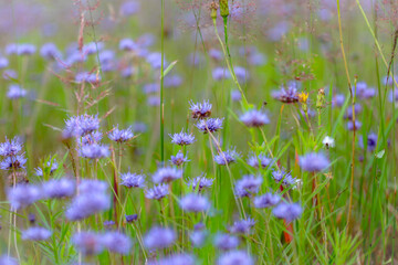 field of lavender