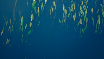 Rośliny wodne i wodorosty w rzece aquatic plants and seaweed - obrazy, fototapety, plakaty