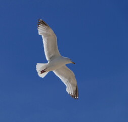 Möwe im Flug