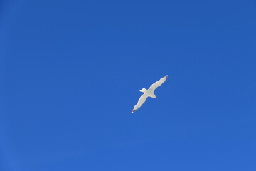 Möwe im Flug
