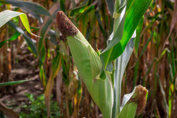 Photograph of a corn crop about to be harvested.