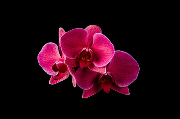 Fototapeta na wymiar red flower Orchid on a black background