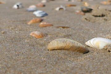 Muscheln am Strand