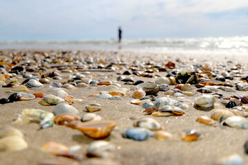 Muscheln am Strand