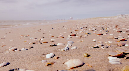 Muscheln am Strand
