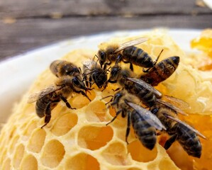 bee on the honeycomb