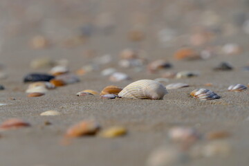 Muscheln am Strand