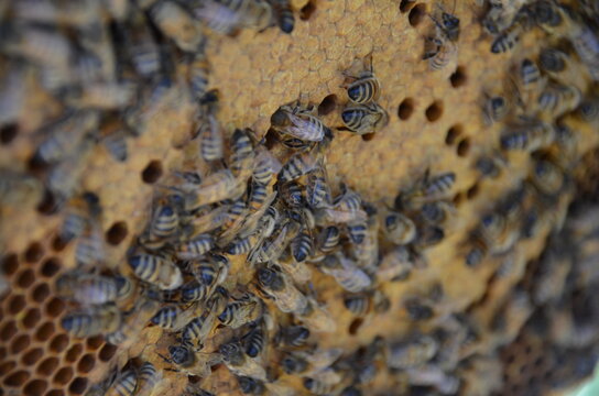Futterwabe mit Bienen