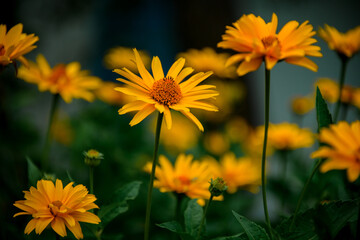 group of beautiful summer wildflowers against blurred background