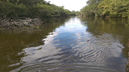 swamp, pantano, lake, river, río, spanish moss