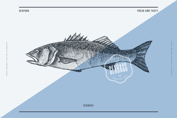 Hand-drawn seabass vector illustration. Sea fish in engraving style on a light background. Design element for fish restaurant, market, store, flyer, packaging, label, menu.