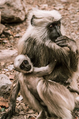 big gray monkey holds his little baby in the park 2