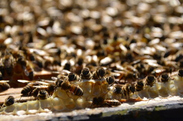 Honigwaben