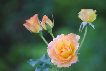 yellow rose on green background