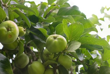 Green apples on a branch ready to be harvested with a selective focus and soft bokeh