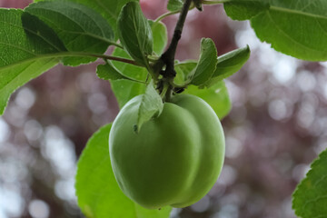 Green apples on a branch ready to be harvested with a selective focus and soft bokeh