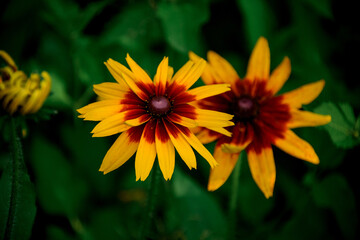 Beautiful bright yellow with brown summer wildflowers against blurred green background