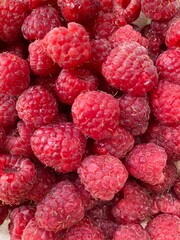 Freshly picked delicious raspberries from a farm in Michigan during the summer