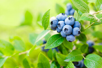 Blueberry. Fresh berries with leaves on branch in a garden.