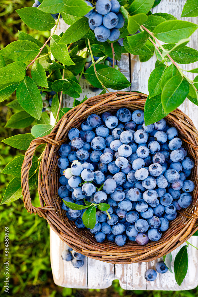 Canvas Prints blueberry. fresh berries with leaves in basket in a garden. harvesting blueberry