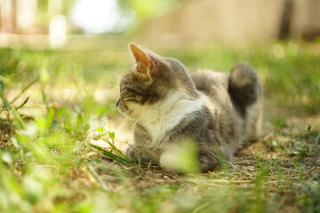 tricolor gray cat sleep on the summer green grass