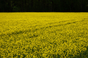 Rapsfeld im Sonnenlicht