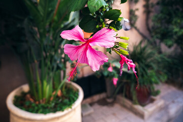 Fototapeta na wymiar Macro shot of the pink flower, city of Tel Aviv Israel.