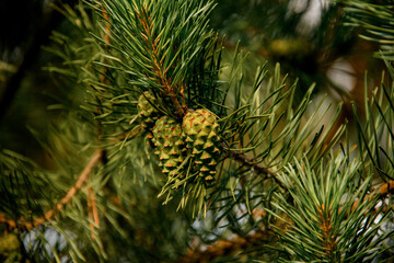 Beautiful green pine cones on coniferous tree branch.