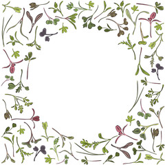 Vector round frame with microgreen. Herbs - carrots, chicory, purslane, radishes, beets, shungiku, cabbage, cabbage, alfalfa, green onions, Pak Choy, broccoli, mustard, lettuce on a white background.