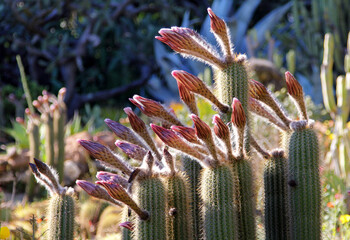 Blooming cactus in botanical garden in Blanes