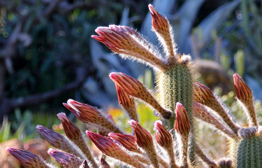 Blooming cactus in botanical garden in Blanes