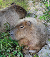 Resting capybaras (Hydrochoerus hydrochaeris)