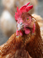 Portrait of a beautiful young red chicken