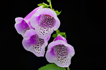 macro of a foxglove flower digitalis purpurea © T_Star