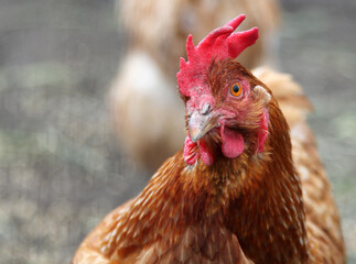 Portrait of a beautiful young red chicken