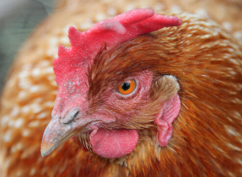 Portrait of a beautiful young red chicken