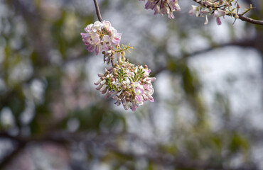 Quick Stick Flowers or Gliricidia Sepium Flowers with Selective Focus, Perfect for Wallpaper