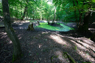 Tümpel im Wald bedeckt mit Wasserlinsen
