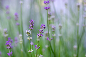 Lavandula angustifolia bunch of flowers in bloom, purple scented flowering plant