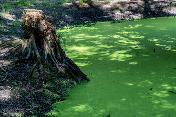 Tümpel im Wald bedeckt mit Wasserlinsen