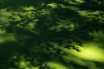 Schatten von Blättern auf grüner Wasseroberfläche