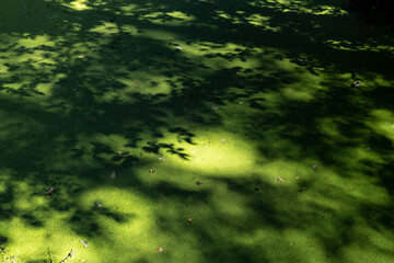 Schatten von Blättern auf grüner Wasseroberfläche