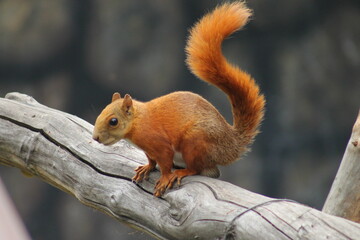Ardilla en Zoológico colombiano