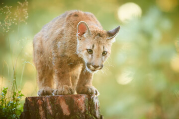 Fototapeta premium Cute American cougar cub in beautiful morning light. Photo of a playing cub. Portrait baby cougar, mountain lion or puma.