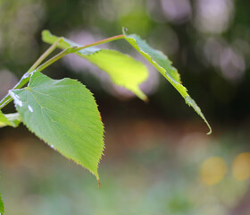 green leaf of a plant close up on a blurred background