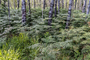 Birkenwald mit Farn