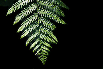 Wurmfarn, Dryopteris filix-mas