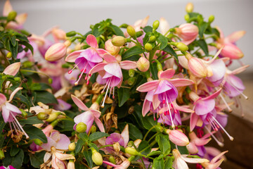 Pink and Purple flowers