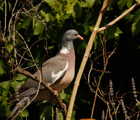 Pigeon