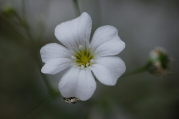 White flower with rain drop